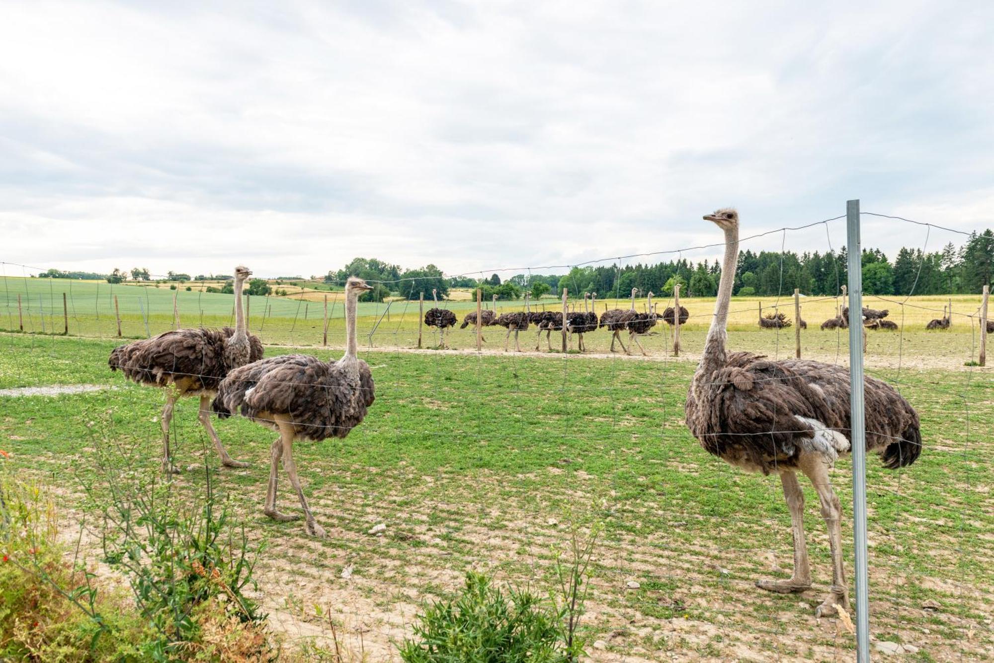 Beutenmuehle Straussenfarm Dach Owingen Luaran gambar